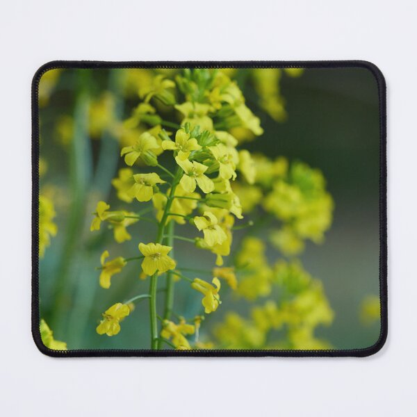 Item preview, Yellow rocketcress. Wintercress designed and sold by Jouko Lehto Photography.