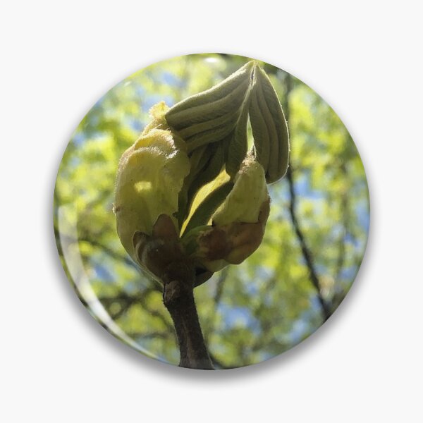 Item preview, Another Unfurling Leaf, REAL photograph designed and sold by GiSilver.