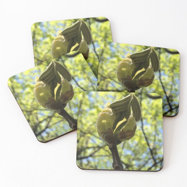 Item preview, Another Unfurling Leaf, REAL photograph designed and sold by GiSilver.