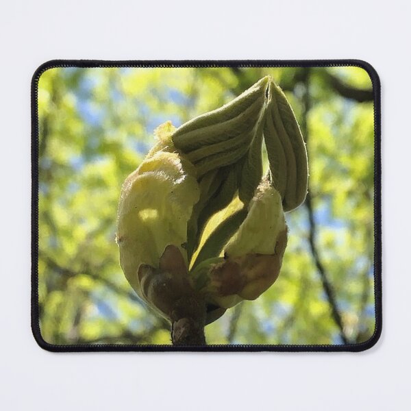 Item preview, Another Unfurling Leaf, REAL photograph designed and sold by GiSilver.