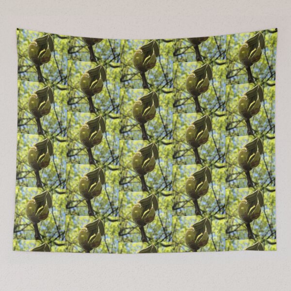 Item preview, Another Unfurling Leaf, REAL photograph designed and sold by GiSilver.