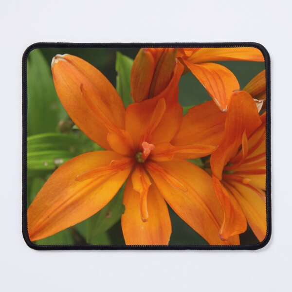 Item preview, Vibrant Orange Lily | Botanical Flower Photography designed and sold by Cha-s-lens.