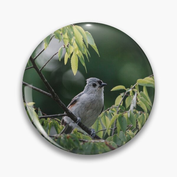 Item preview, Tufted Titmouse Perched on a Branch designed and sold by beewebby.