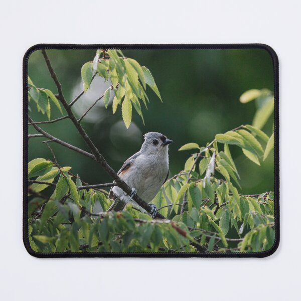 Item preview, Tufted Titmouse Perched on a Branch designed and sold by beewebby.
