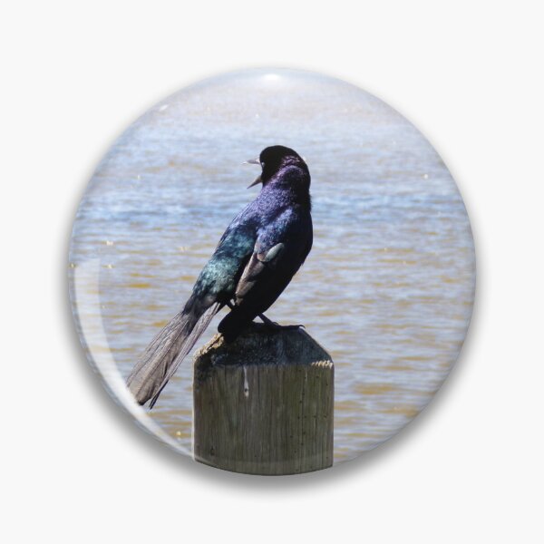 Item preview, Boat-tailed Grackle designed and sold by SquaresArt.