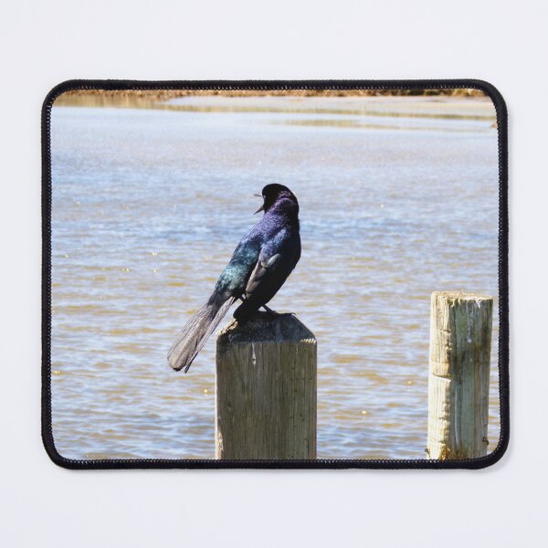 Item preview, Boat-tailed Grackle designed and sold by SquaresArt.