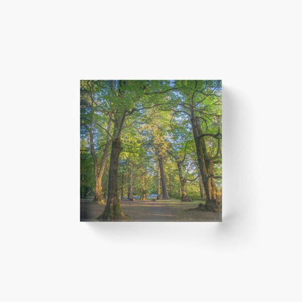 Item preview, Forest Trails  designed and sold by Ernie Steven Dickey.