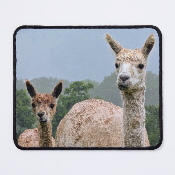 Item preview, Curious Alpacas on a Rainy Day  designed and sold by Miles&Moments.