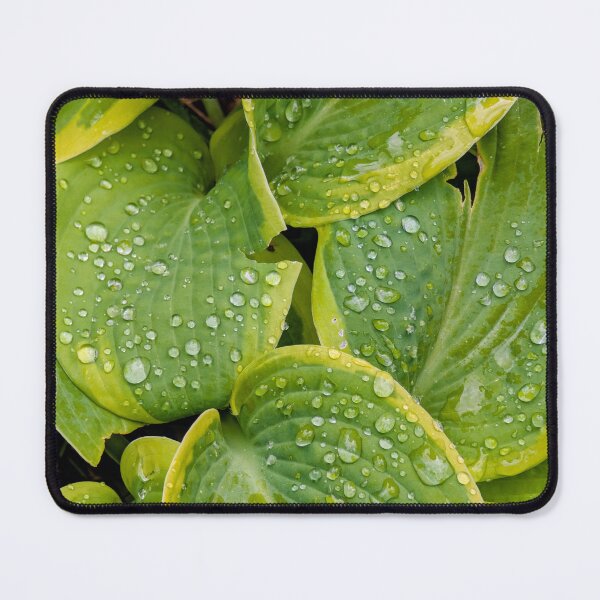 Item preview, Rain Droplets on Green Hosta Leaves designed and sold by Miles&Moments.