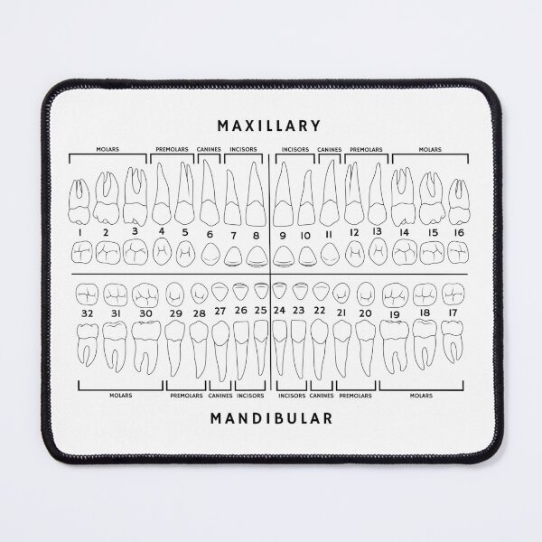 Item preview, Dental Chart - Universal Numbering System designed and sold by coryb01.