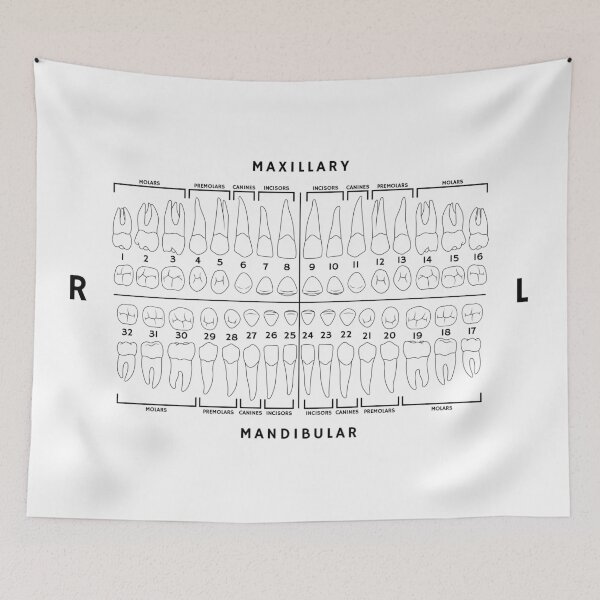 Item preview, Dental Chart - Universal Numbering System designed and sold by coryb01.