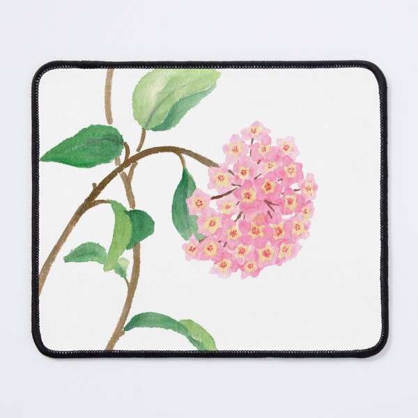 Item preview, March 21st birthday flower Hoya designed and sold by 366birthflower.