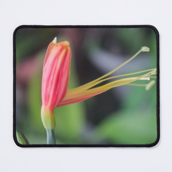Item preview, Peruvian Lily_02 designed and sold by ROSE ANN BANILAR.