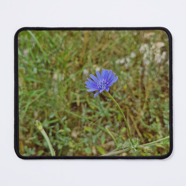 Item preview, spring bloom, Dwarf Chicory designed and sold by Lunar-Dragon.