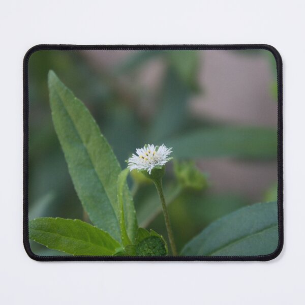Item preview, False Daisy designed and sold by ROSE ANN BANILAR.