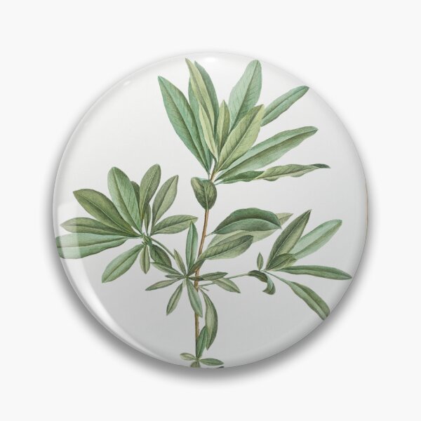 Item preview, Itea Cyrilla Botanical Illustration designed and sold by TheRetroArtRoom.