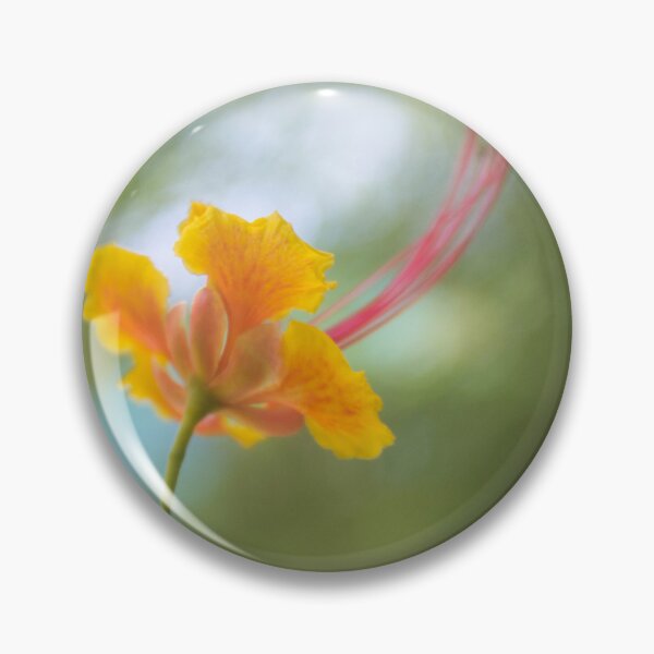 Item preview, Peacock Flower or Pride of Barbados designed and sold by ROSE ANN BANILAR.