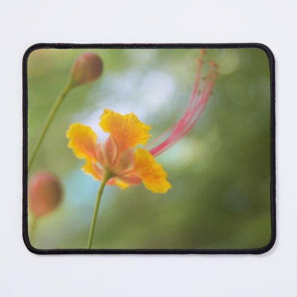 Item preview, Peacock Flower or Pride of Barbados designed and sold by ROSE ANN BANILAR.