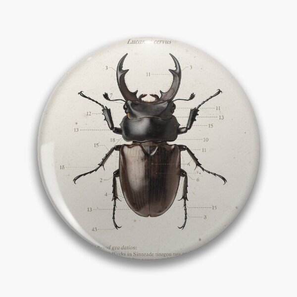 Item preview, Vintage Stag Beetle Specimen Natural History Plate designed and sold by PictorialWhimsy.