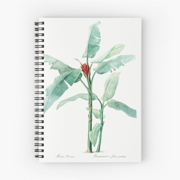Item preview, Scarlet Banana Tree Botanical Illustration designed and sold by TheRetroArtRoom.