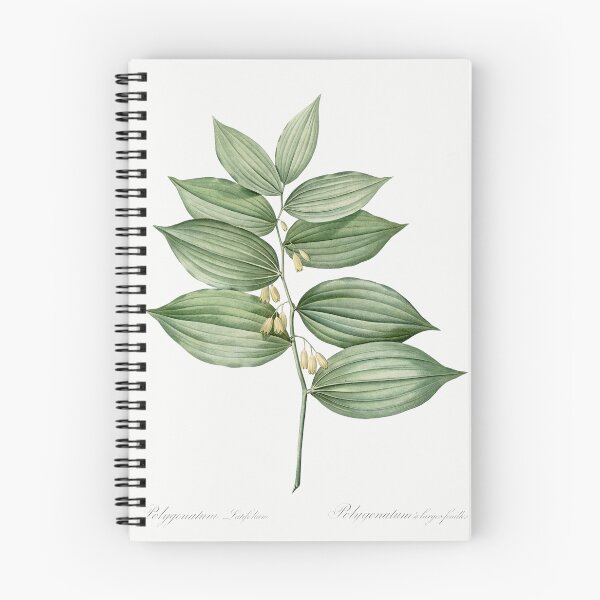 Item preview, Solomon's Seal Botanical Illustration designed and sold by TheRetroArtRoom.