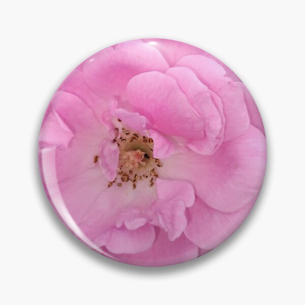 Item preview, Pink Rose in Full Bloom designed and sold by Ezrabilquis7.