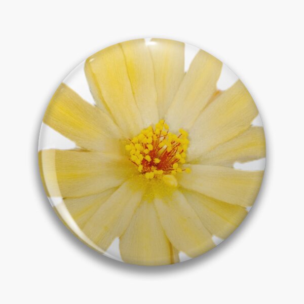 Item preview, Golden Cactus Bloom - Yellow Desert Flower Macro Photography designed and sold by Ezrabilquis7.