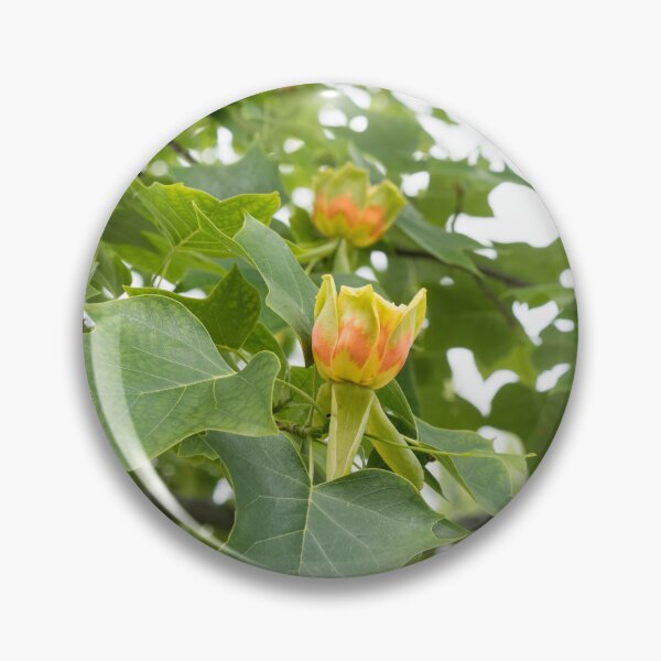 Item preview, Distinct Yellow Orange Tulip Tree Blooms in Lush Green Canopy designed and sold by Georgia Mizuleva.