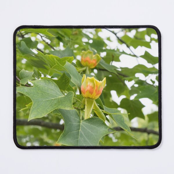 Item preview, Distinct Yellow Orange Tulip Tree Blooms in Lush Green Canopy designed and sold by Georgia Mizuleva.