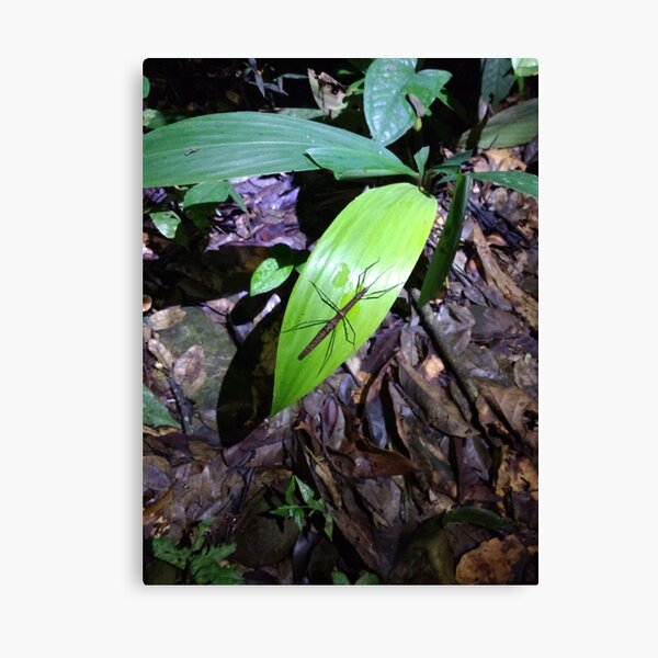 Stick Insect Canvas Print