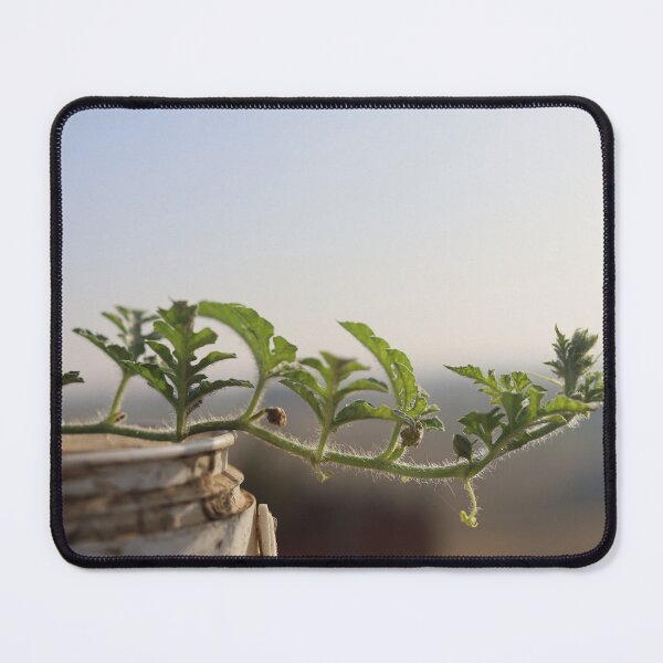 Item preview, Watermelon blooms in the pot designed and sold by diaaphotography.