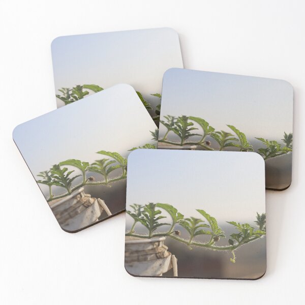 Item preview, Watermelon blooms in the pot designed and sold by diaaphotography.