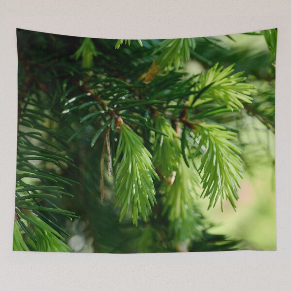 Item preview, New grow. Norway Spruce designed and sold by Jouko Lehto Photography.