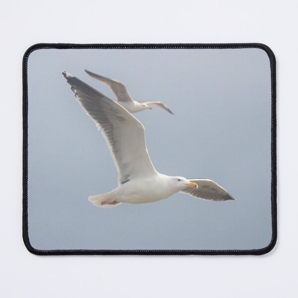 Item preview, Picture of a gull in Brittany designed and sold by Elle Willers.