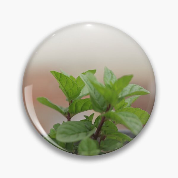 Item preview, Mint growing in the pot designed and sold by diaaphotography.