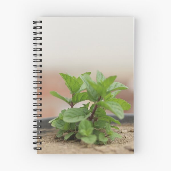 Item preview, Mint growing in the pot designed and sold by diaaphotography.