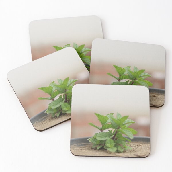 Item preview, Mint growing in the pot designed and sold by diaaphotography.