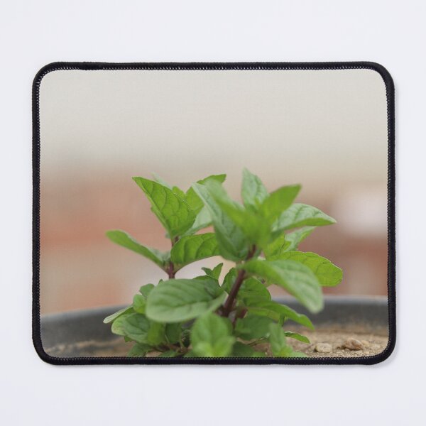 Item preview, Mint growing in the pot designed and sold by diaaphotography.