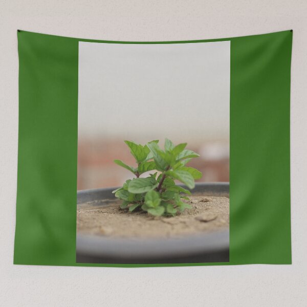 Item preview, Mint growing in the pot designed and sold by diaaphotography.