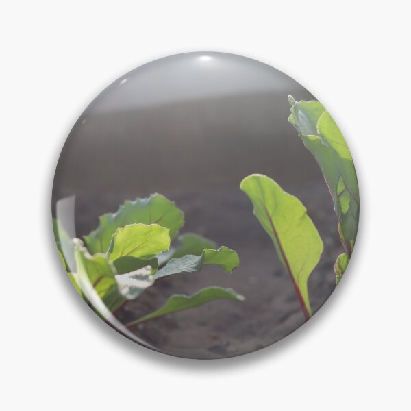 Item preview, Picture of Red beet growing beautifully designed and sold by diaaphotography.