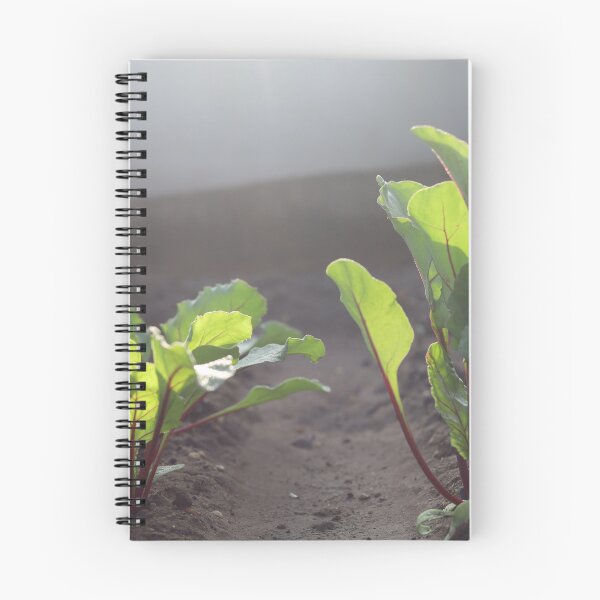 Item preview, Picture of Red beet growing beautifully designed and sold by diaaphotography.