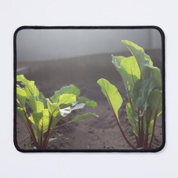 Item preview, Picture of Red beet growing beautifully designed and sold by diaaphotography.