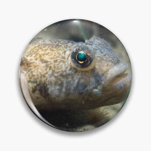 Item preview, bullhead on the sand designed and sold by FotoMahieu.