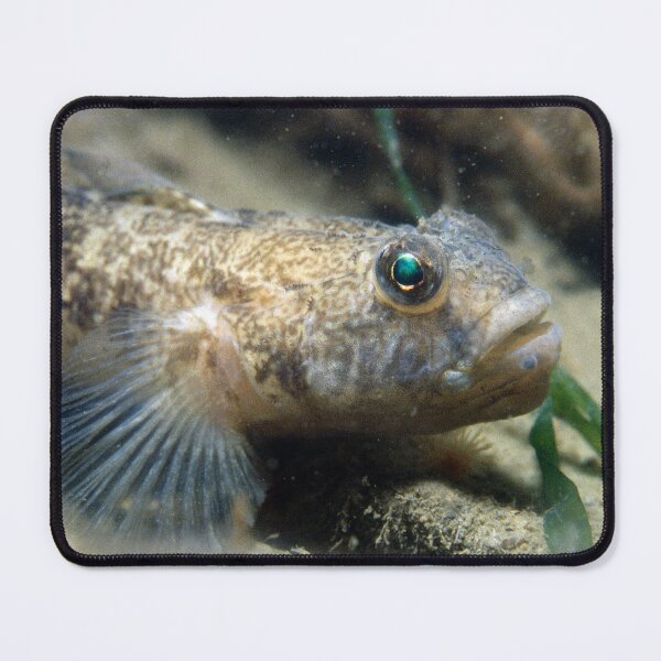 Item preview, bullhead on the sand designed and sold by FotoMahieu.