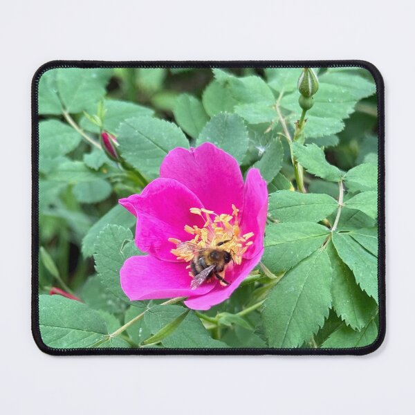 Item preview, Wild Rose with a Bee designed and sold by Krista-Joan-Art.