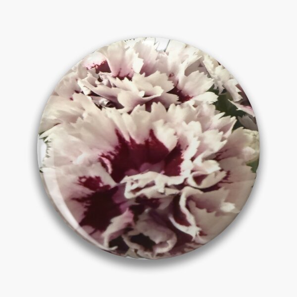 Item preview, Frilly Bicolor Carnations Isolated on White designed and sold by BalkanBloom.