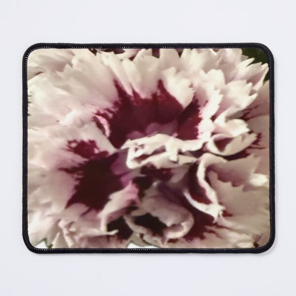 Item preview, Frilly Bicolor Carnations Isolated on White designed and sold by BalkanBloom.