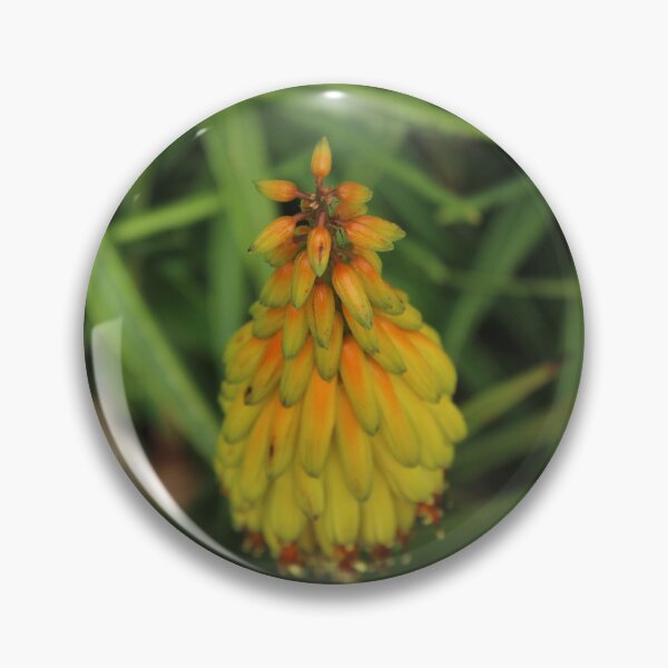 Item preview, Golden Red Hot Poker Flower | Kniphofia Botanical Photography designed and sold by Cha-s-lens.