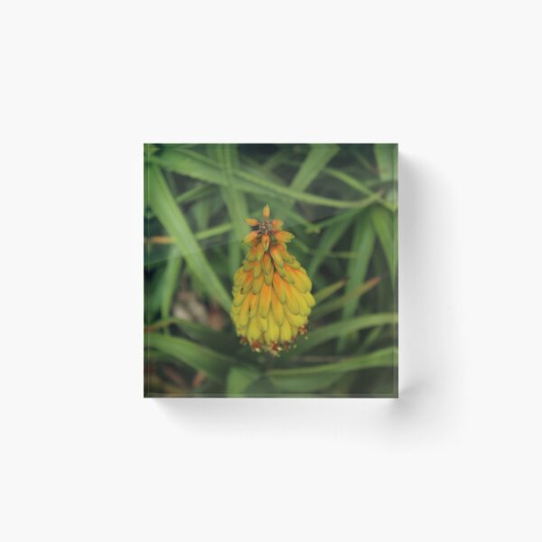 Item preview, Golden Red Hot Poker Flower | Kniphofia Botanical Photography designed and sold by Cha-s-lens.