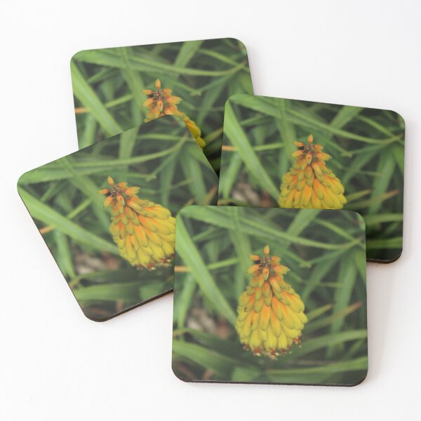 Item preview, Golden Red Hot Poker Flower | Kniphofia Botanical Photography designed and sold by Cha-s-lens.
